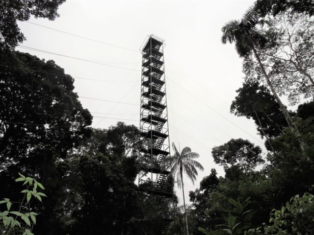Tambopata 3 Days Tour - Canopy Tower at Collpas iNn Lodge
