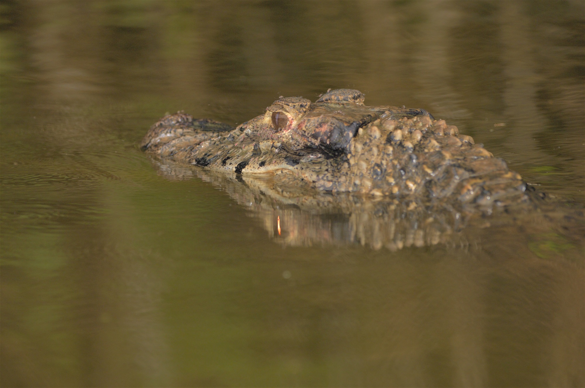 Tambopata Trips 2 Days