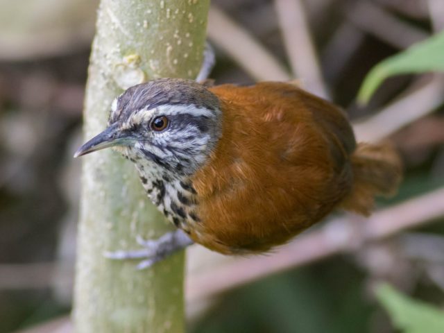 Birding in Abra Malaga - Inca Wren 