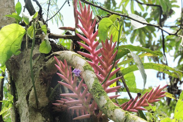 Amazing adaptations of epiphytes such as bromelias can be seen on the large trees 