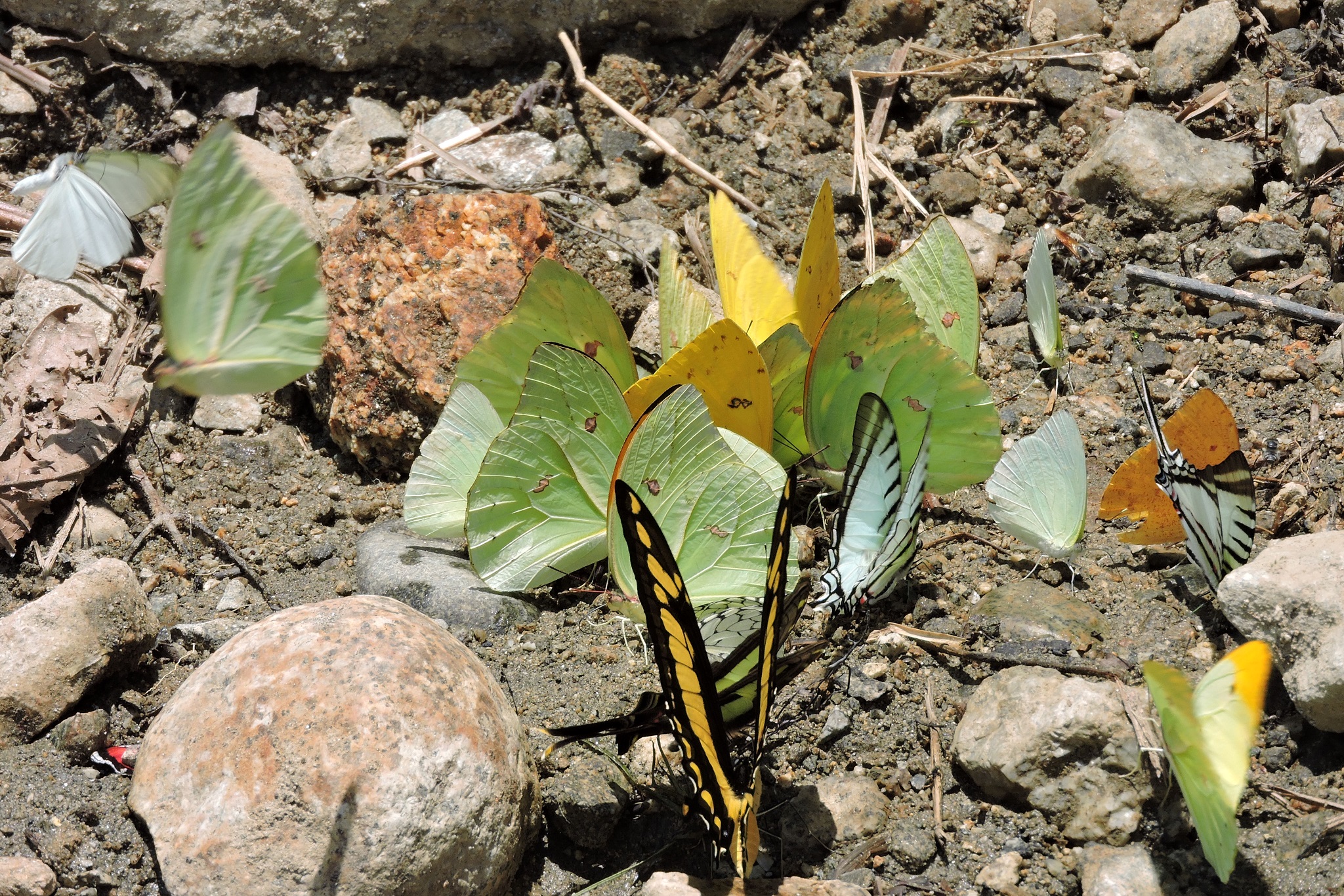 Butterfly in manu1