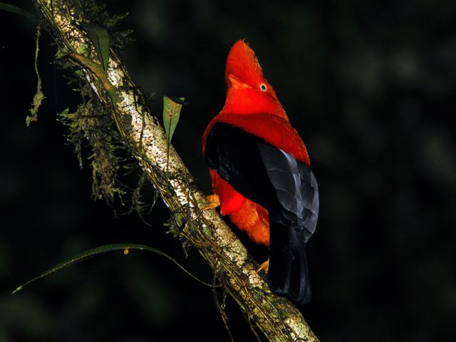 Where to Spot the Cock of the Rock near Cusco?