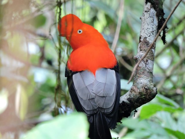 manu tours from cusco - cock of the rock in Manu cloud forest