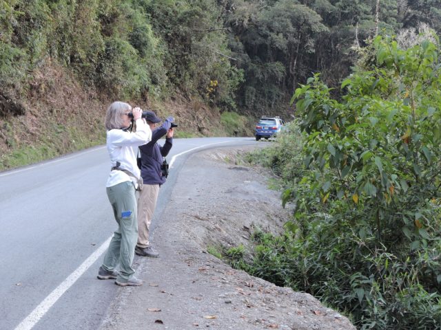 Birding on Manu Road 