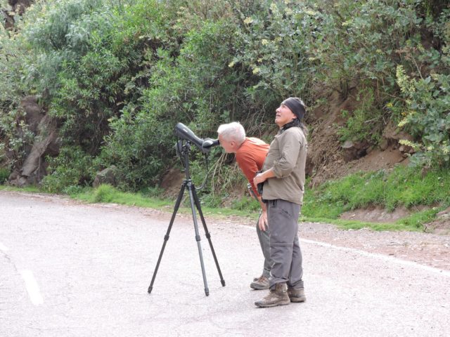 birding near Cusco - Simon Pinares guiding #kingoftheamazon