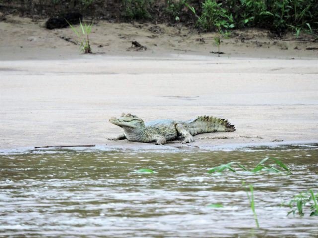 Tambopata Trips