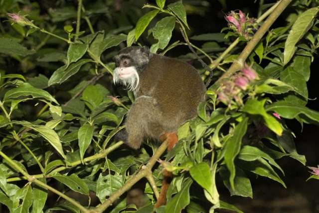 animals of manu - emperor tamarin monkeys