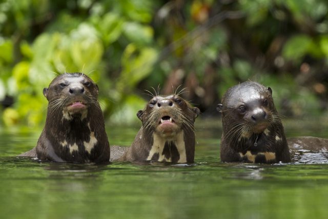 Amazon Wildlife Experiences 7 days in Manu - Giant river otters at Salvador Lake