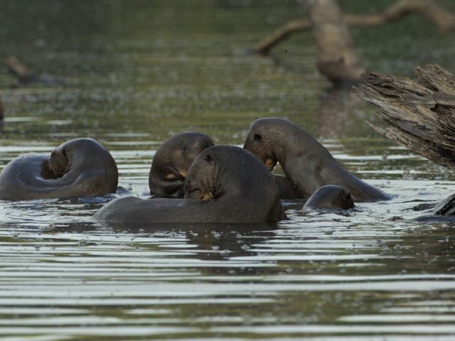 Animals in Manu National Park