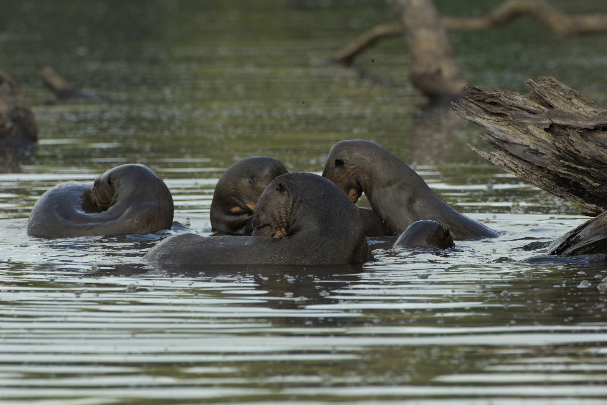 Manu National Park, one of the most diverse in terms of animals species