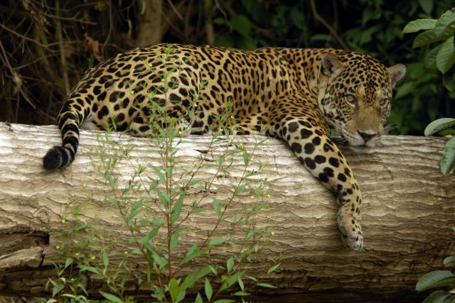 animals of manu national park - jaguar