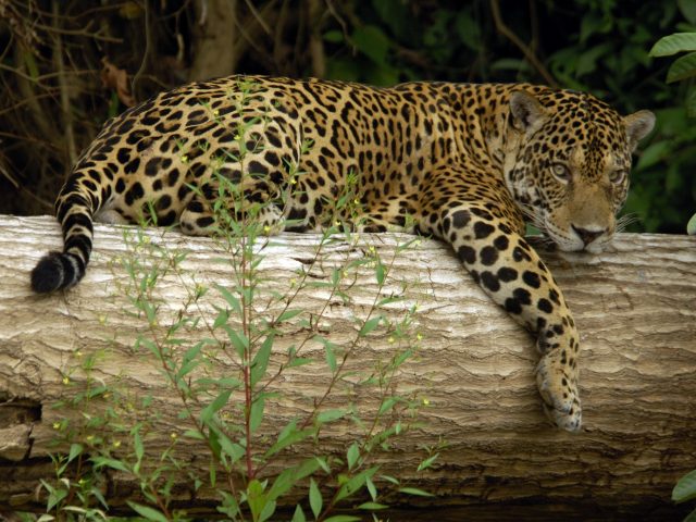 https://wildwatchperu.com/wp-content/uploads/2018/09/Jaguar-at-Manu-National-Park-640x480.jpg