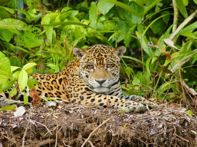 Where to go for Week Jungle Tour in Peru ?