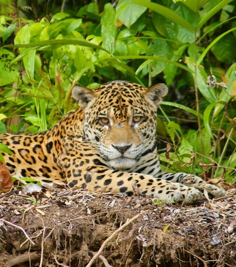 Manu Park Extreme Wildlife 7 Days