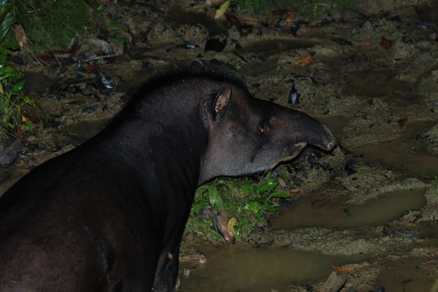 animals of manu national park - tapir