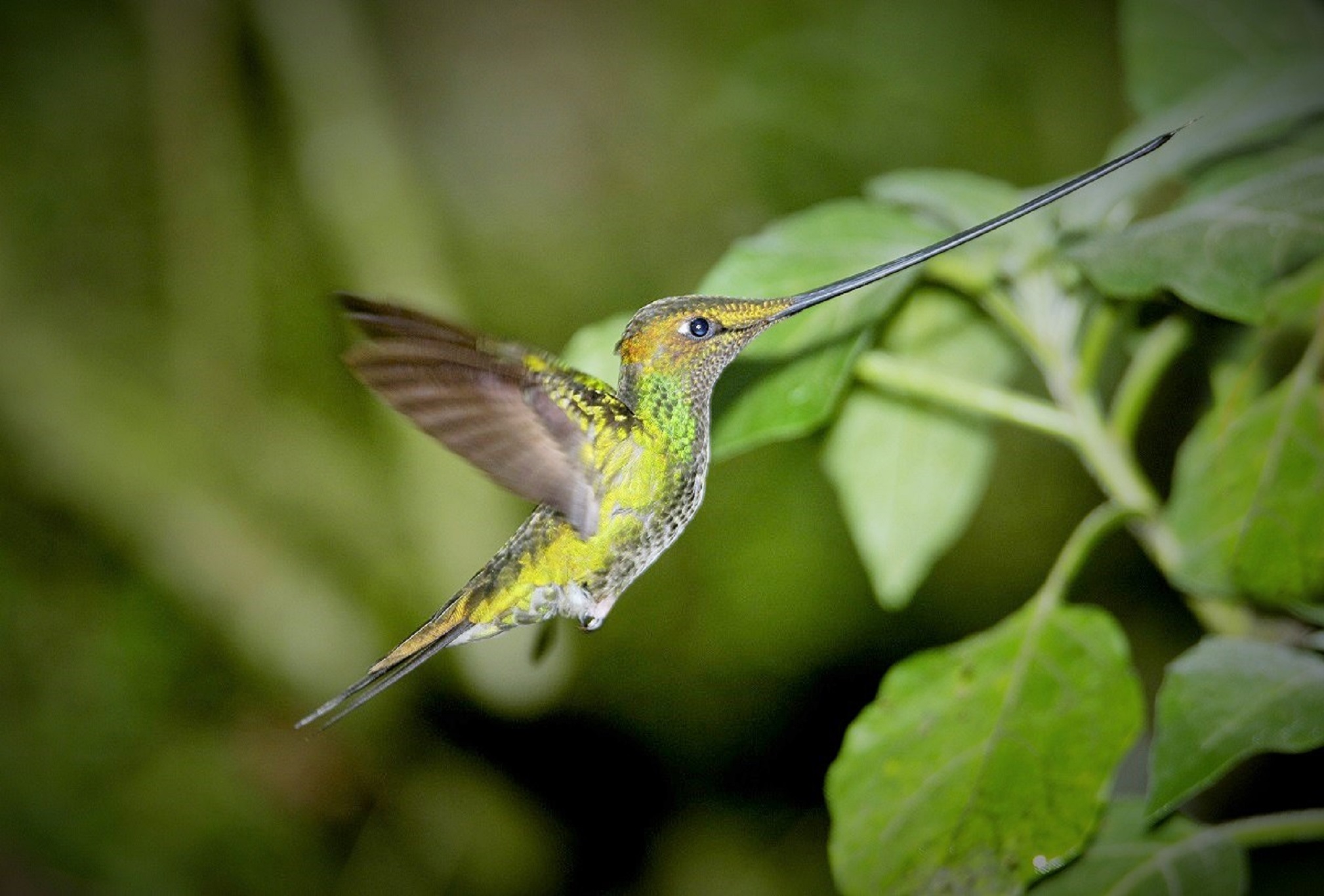Birding in Cusco - sword billed hummingbird