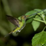 sword billed hummingbird Birding at Huacarpay Lake & Sacred Valley at Ensifera Camp- sacred valley