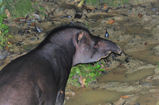 Amazon Wildlife Experiences - Tapir at Pankotsi Lodge in Manu National Park 