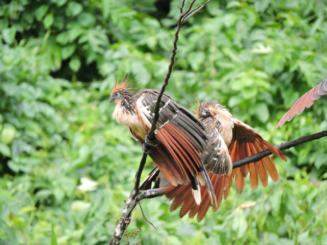 4 Days Amazon Tours in Peru