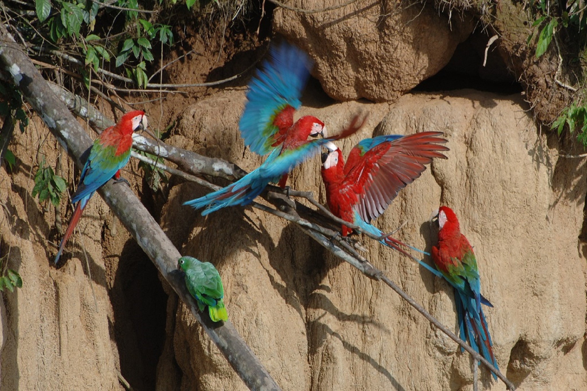 Tambopata national reserve - chuncho clay lick