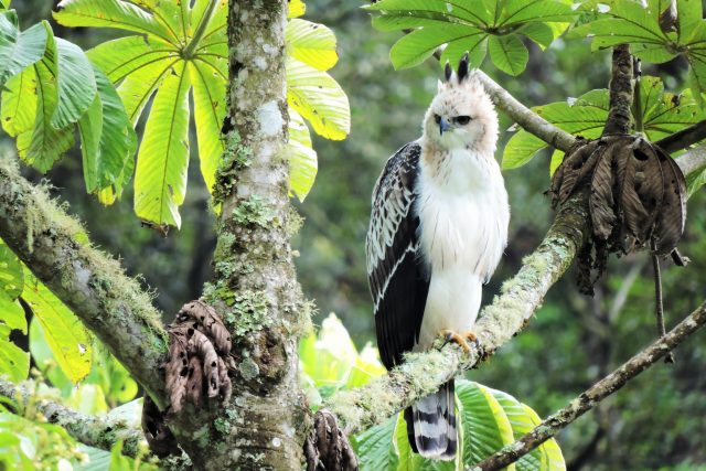 birdwatching in peru 10 days