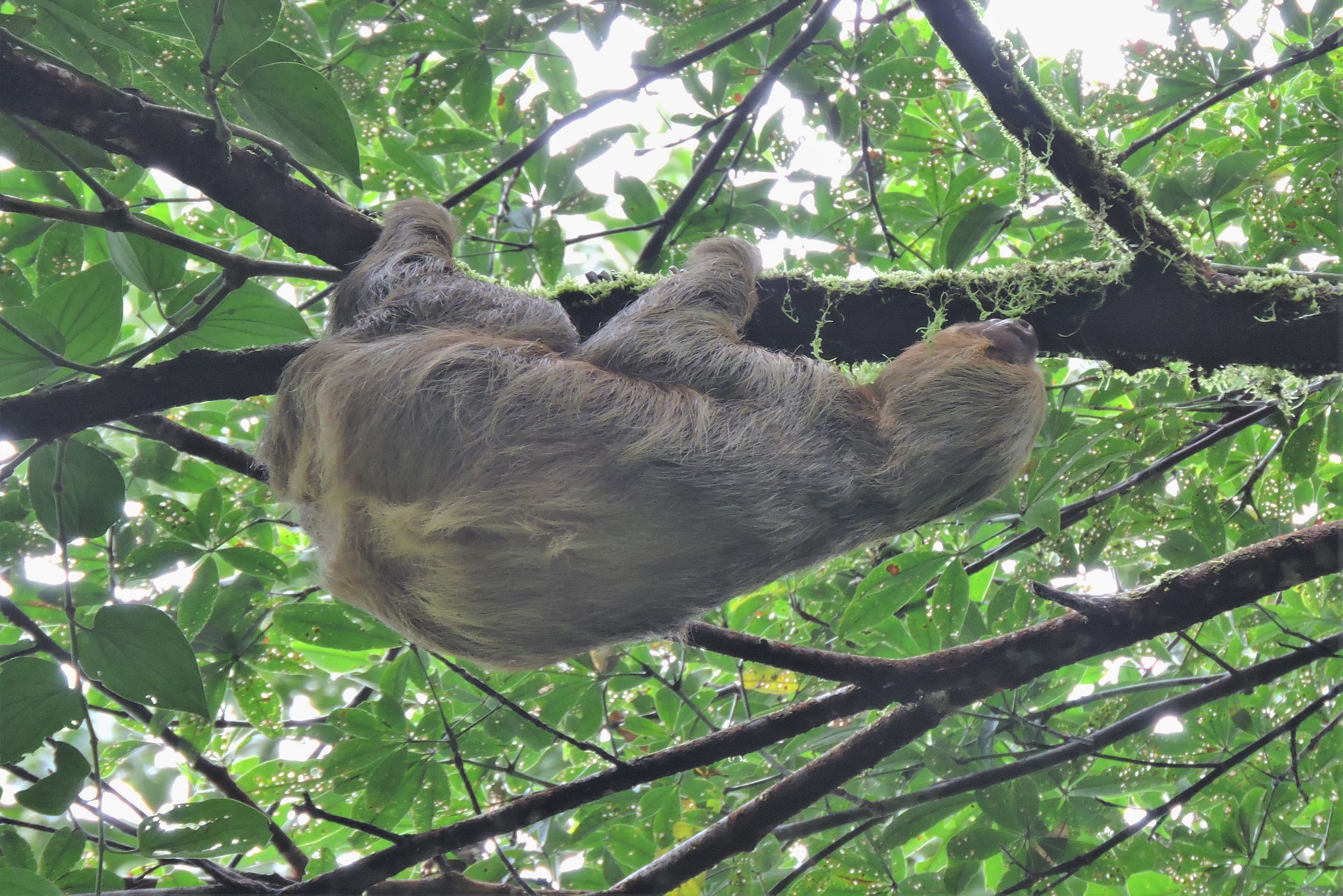 cusco manu travel time- sloth