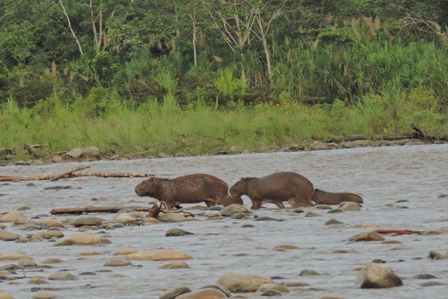 capybaras crossing the Alto Madre de dios River in Manu Park