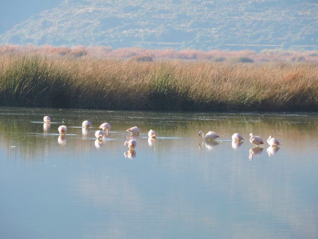 Chilean Flamingos at Huacarpay lake - Birding in Cusco full day - If you are looking for an unforgettable birdwatching experience in Cusco? Look no further!  Our full-day birdwatching tour in Cusco provides you with the perfect opportunity to take in the incredible birds of Cusco and Sacred Valley. The tours are guided by expert birding guides. They have the right equipment as well as tips and tricks for your birdwatching excursion. You’ll get to visit the best birdwatching spots in Cusco and explore some archeological sites. So, come join us for a full day of birding in Cusco and create lasting memories!