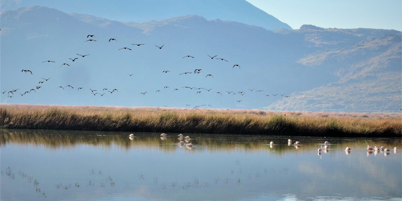 Birding at Huacarpay Lake & Sacred Valley – Full Day