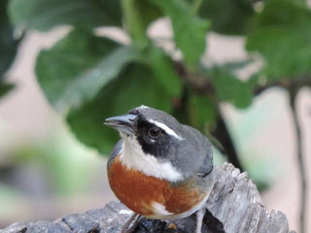 Chestnut-breasted Mountain Finch: The Chestnut-breasted Mountain Finch (Poospiza caesar) is a beautiful songbird that inhabits the cloud forests and montane habitats of the Andean region. Its chestnut-colored breast and contrasting plumage make it a delight for birders to spot. Birding in Cusco