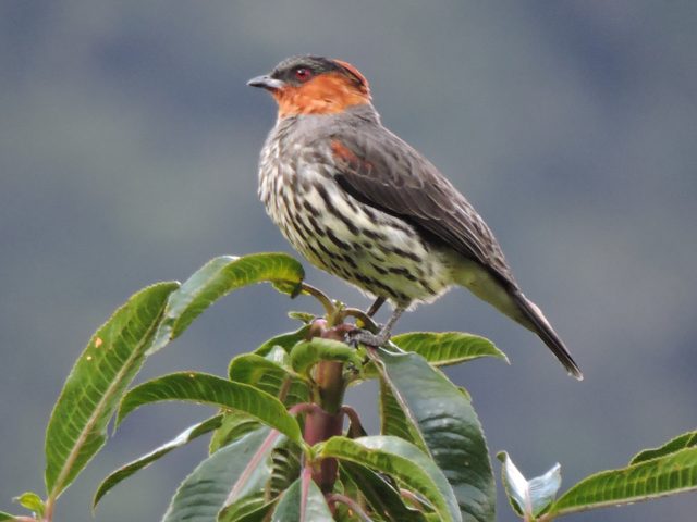 Manu Road Birding 