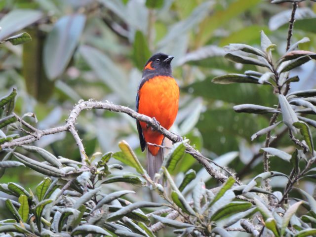 Birding in Abra Malaga - Scarlet Bellied Mountain Tanager common see on mixed flock species at upper cloud forest