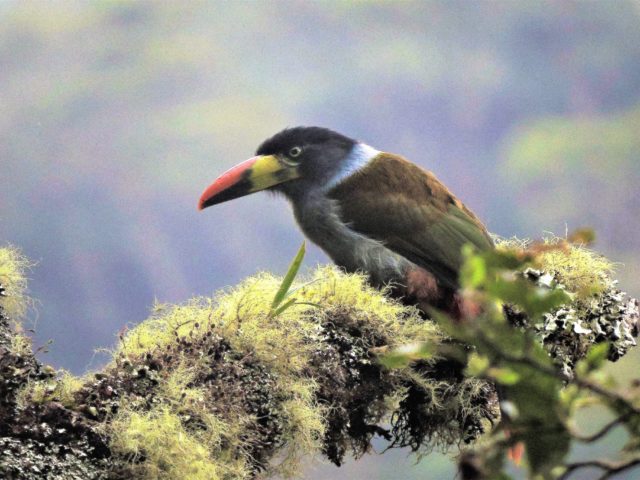 An Avian Odyssey of 10 Days – Manu National Park