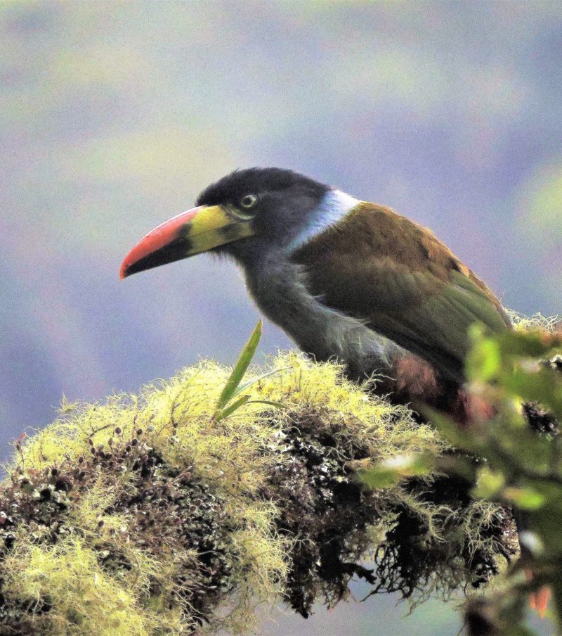 An Avian Odyssey of 10 Days - Manu National Park