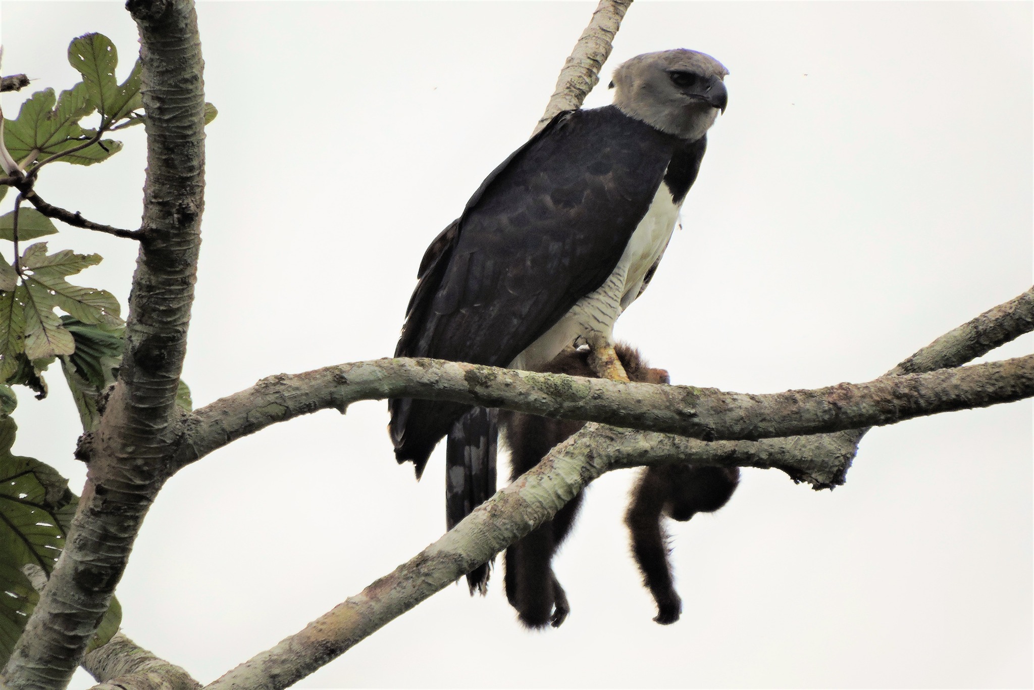 Best Birding Lodges In Peru - Manu Road Plus 1 Day Boat Trip