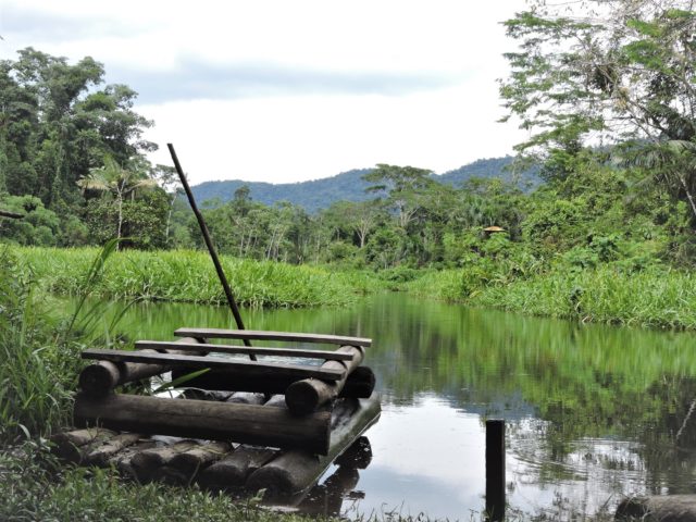 Balsa raft at machuhuasi wetlands favor to observe abundant aquatic wildlife