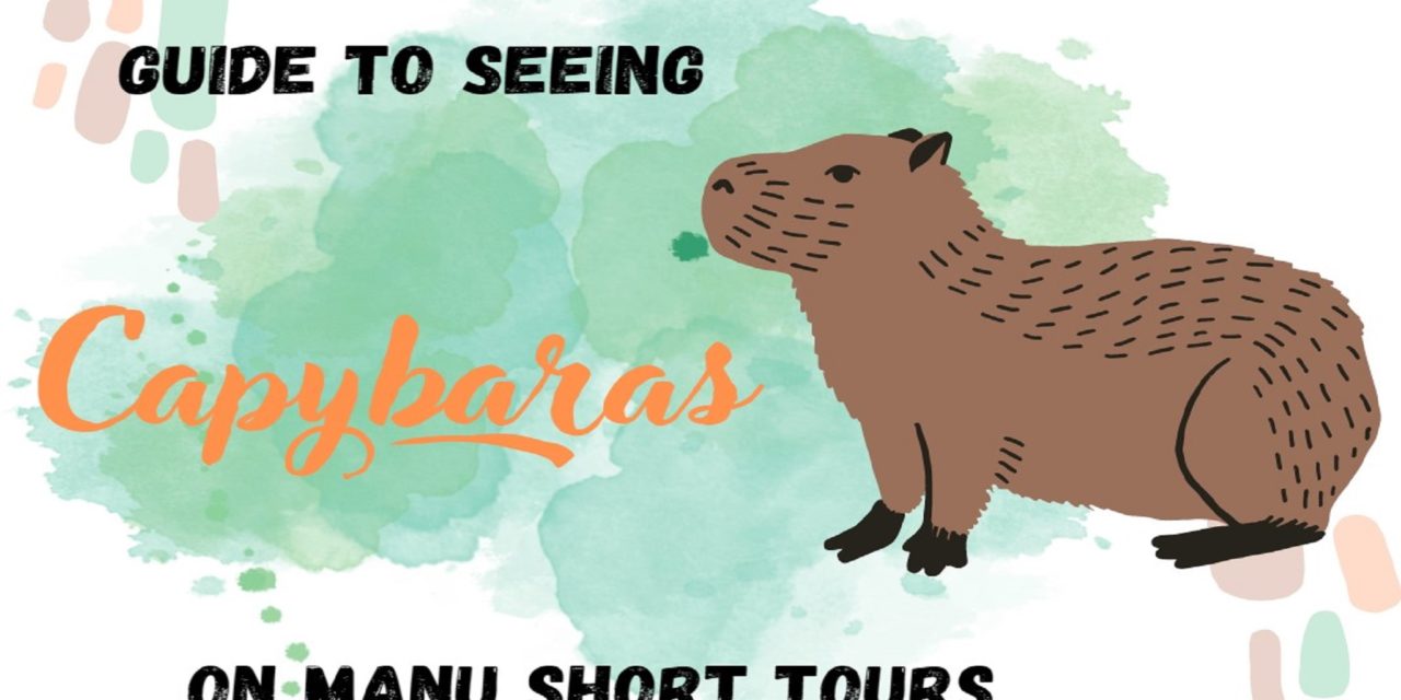 A Close Encounter with Capybaras in Manu – Short Tours!