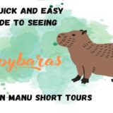 Capybaras in Manu -best local guide tips to find them on short tours to manu National park - Peru