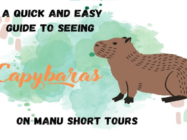 A Close Encounter with Capybaras in Manu – Short Tours!