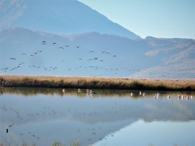 Two-Day Guide to Birdwatching: Over 100 Species