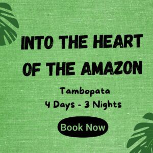 Escape into the breathtaking wilderness of Tambopata, one of Peru’s most spectacular rainforest destinations, with this 4-day immersive experience. Designed for nature lovers and adventure seekers, this tour will take you deep into the Amazon, where vibrant wildlife, lush landscapes, and unforgettable encounters await.