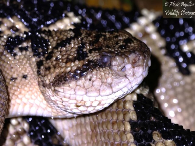 One of the Most Dangerous Animal in the Rainforest?