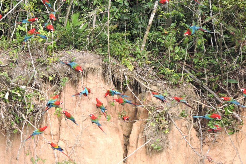 Tambopata: The Ultimate 4-Day Jungle Adventure