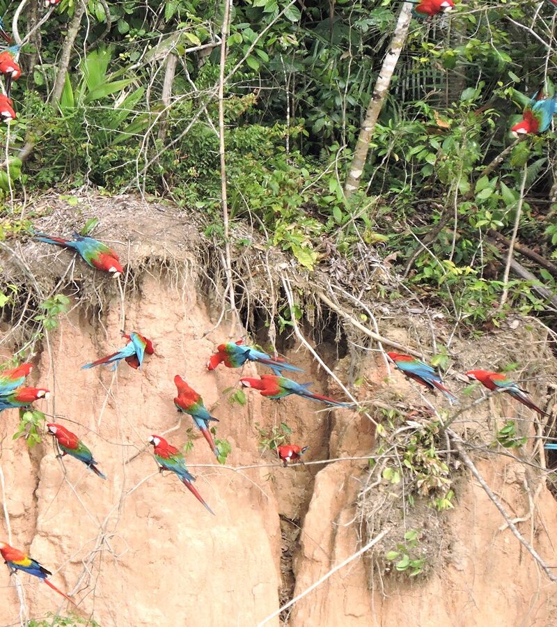 Tambopata: The Ultimate 4-Day Jungle Adventure