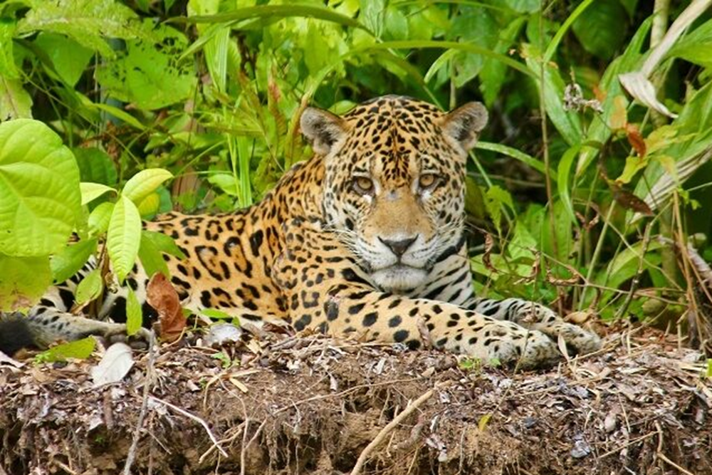 manu reserved zone tour